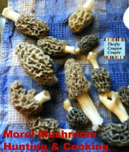 morel_mushrooms3
